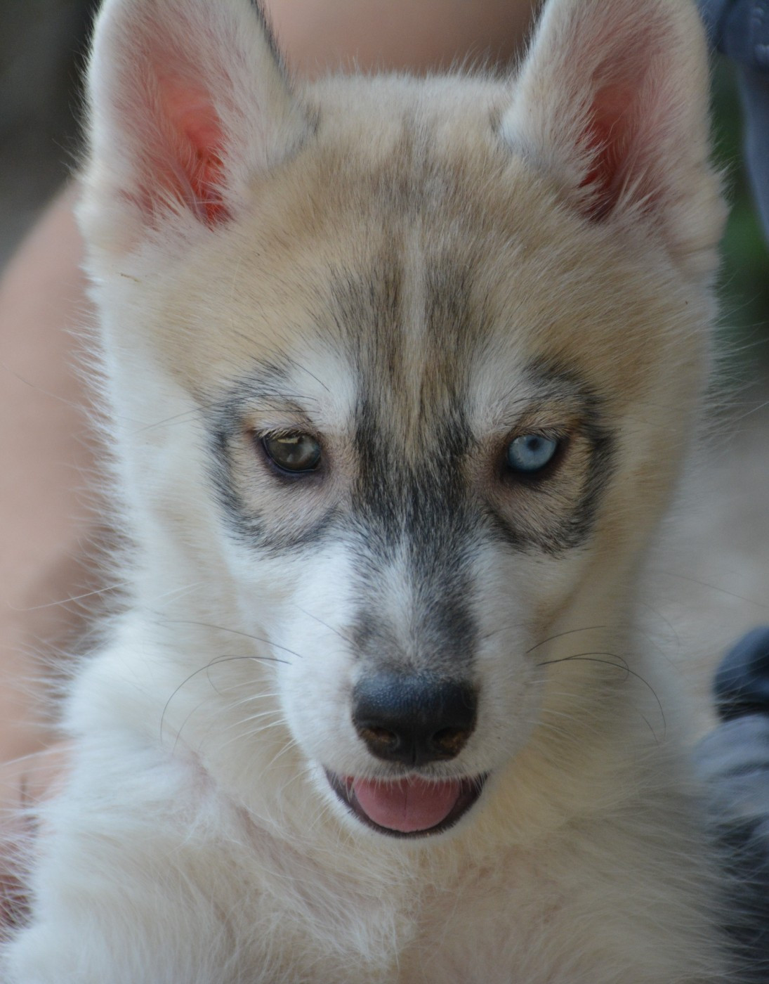 du Domaine D'Eily - Chiots disponibles - Siberian Husky