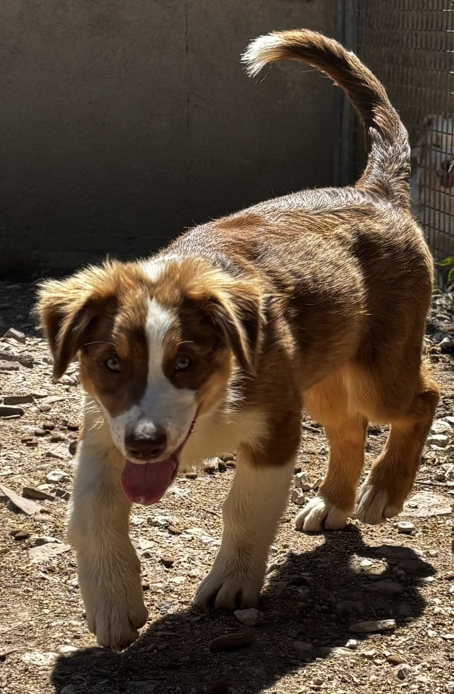 du Domaine D'Eily - Chiots disponibles - Berger Australien