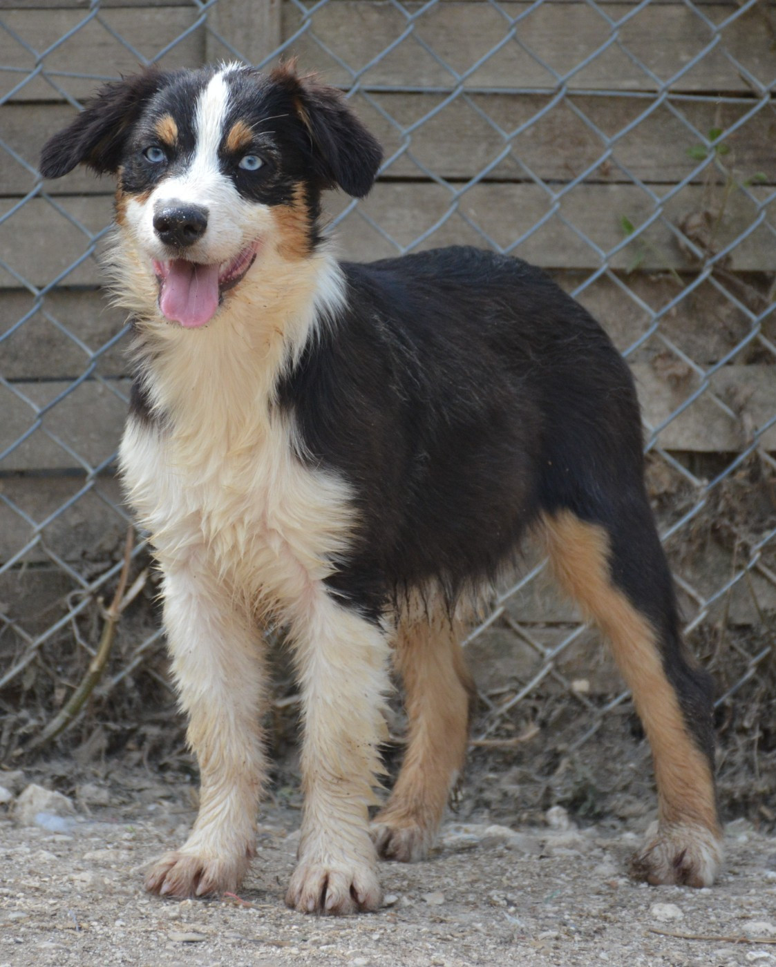 du Domaine D'Eily - Chiots disponibles - Berger Australien