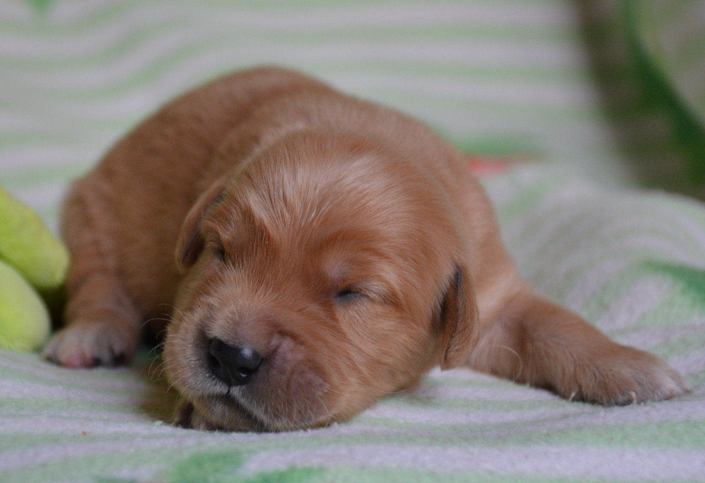 du Domaine D'Eily - Chiots disponibles - Golden Retriever