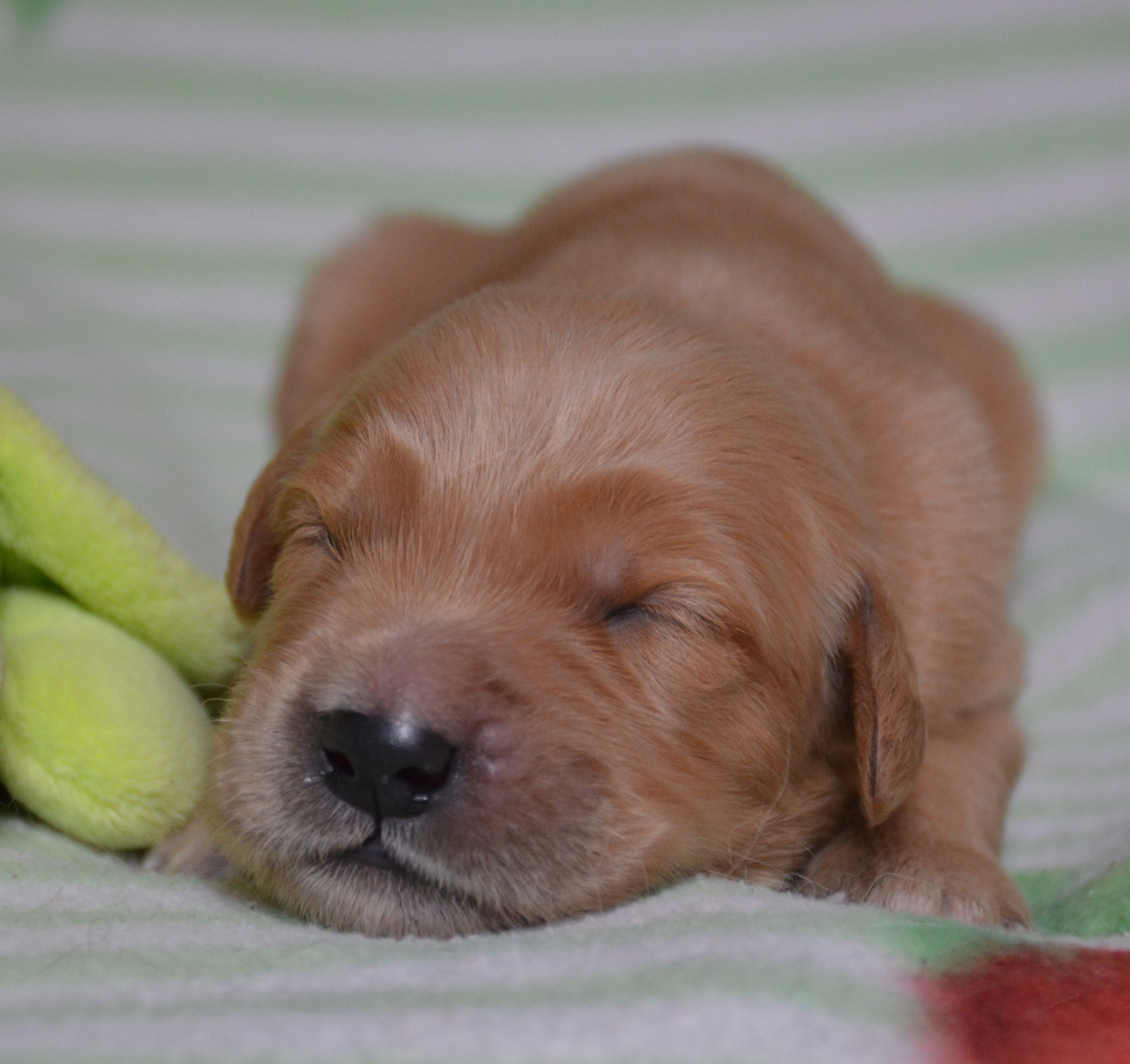 du Domaine D'Eily - Chiots disponibles - Golden Retriever