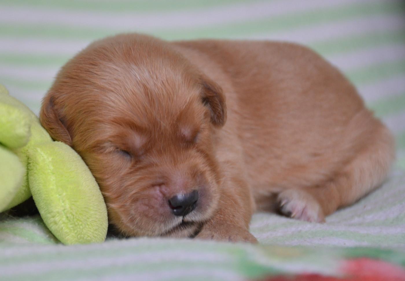 du Domaine D'Eily - Chiots disponibles - Golden Retriever