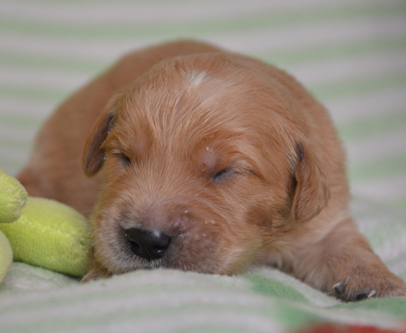 du Domaine D'Eily - Chiots disponibles - Golden Retriever
