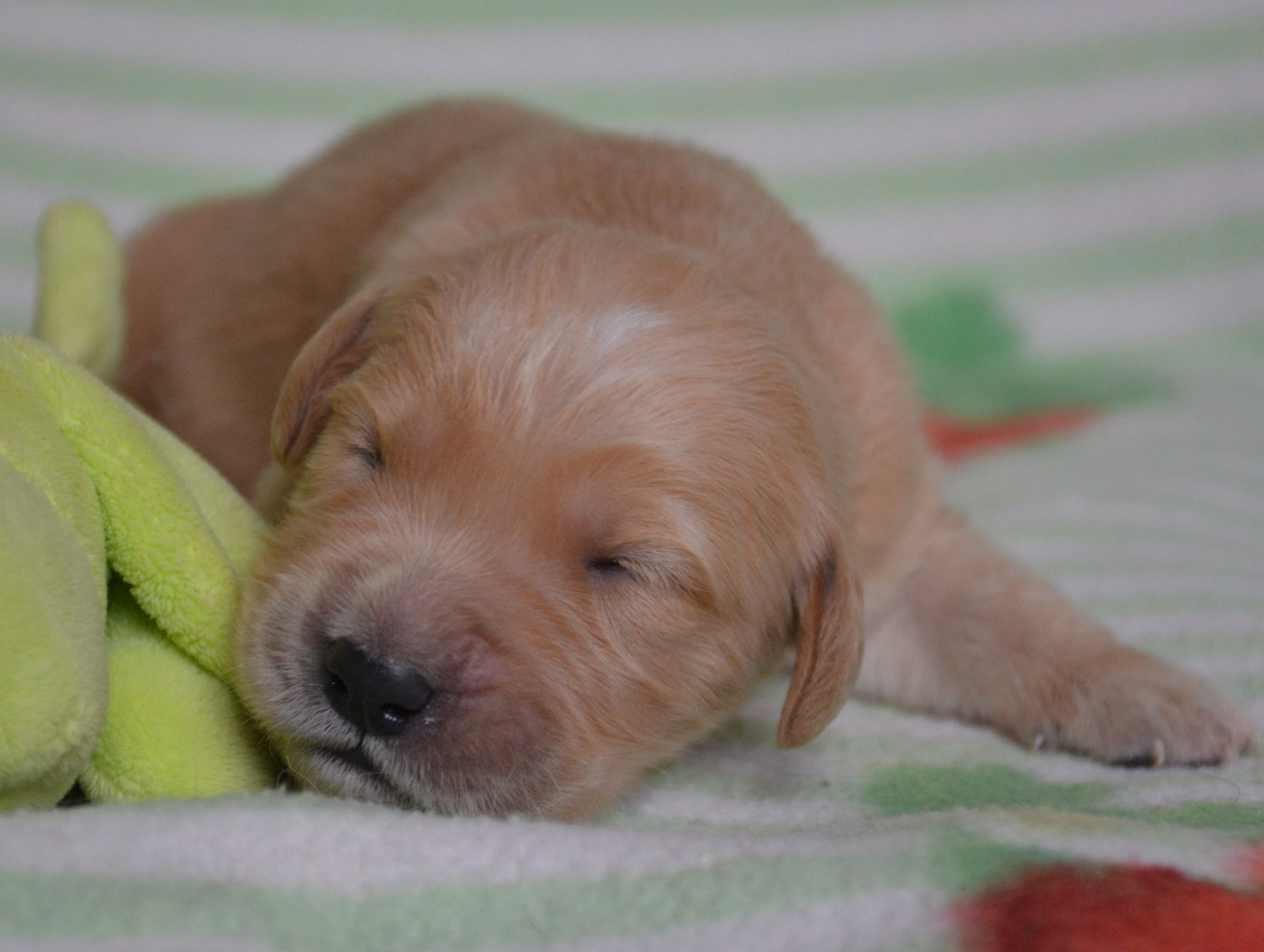 du Domaine D'Eily - Chiots disponibles - Golden Retriever