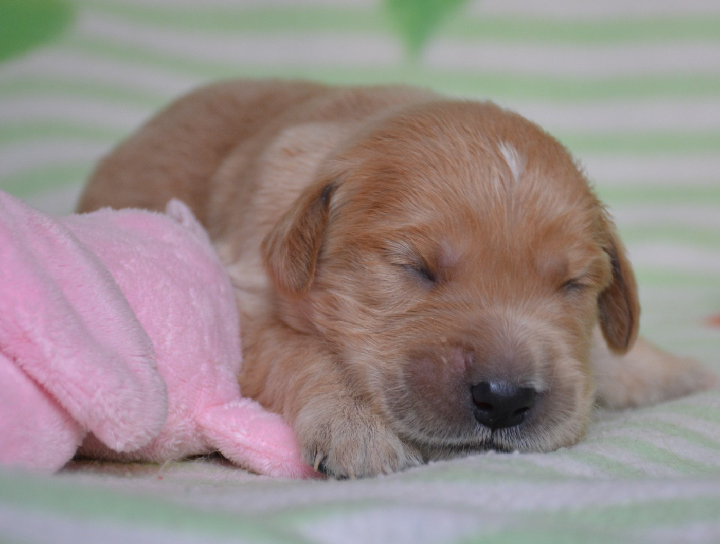 du Domaine D'Eily - Chiots disponibles - Golden Retriever