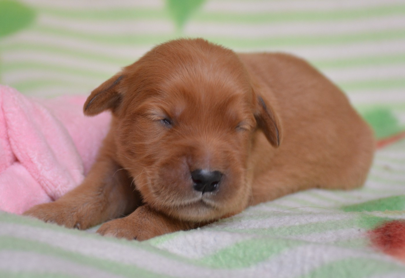 du Domaine D'Eily - Chiots disponibles - Golden Retriever