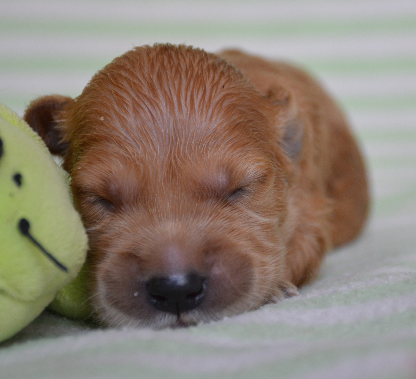 du Domaine D'Eily - Chiots disponibles - Golden Retriever