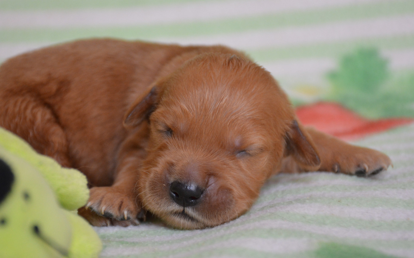 du Domaine D'Eily - Chiots disponibles - Golden Retriever