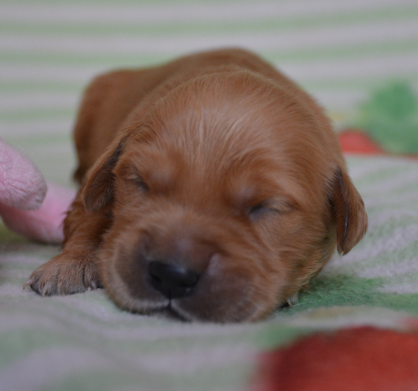 du Domaine D'Eily - Chiots disponibles - Golden Retriever