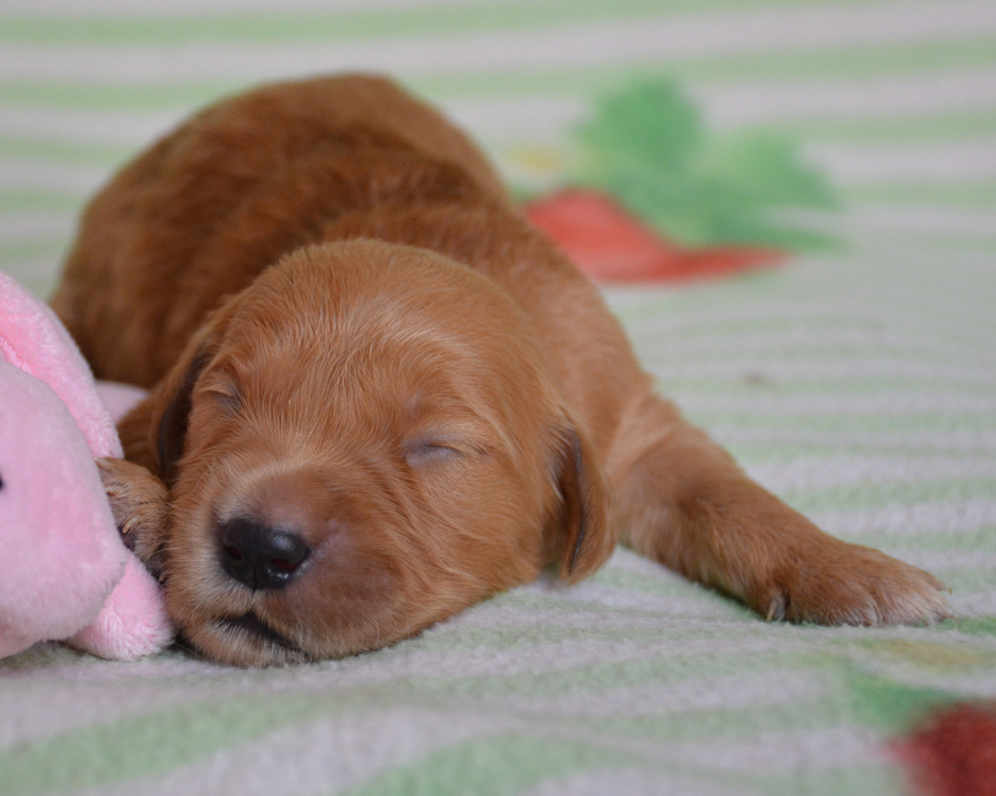 du Domaine D'Eily - Chiots disponibles - Golden Retriever