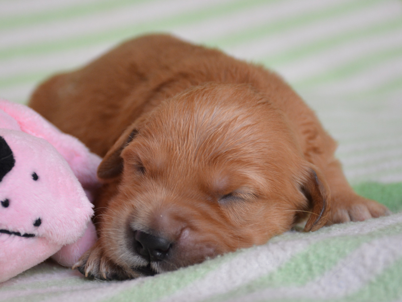 du Domaine D'Eily - Chiots disponibles - Golden Retriever