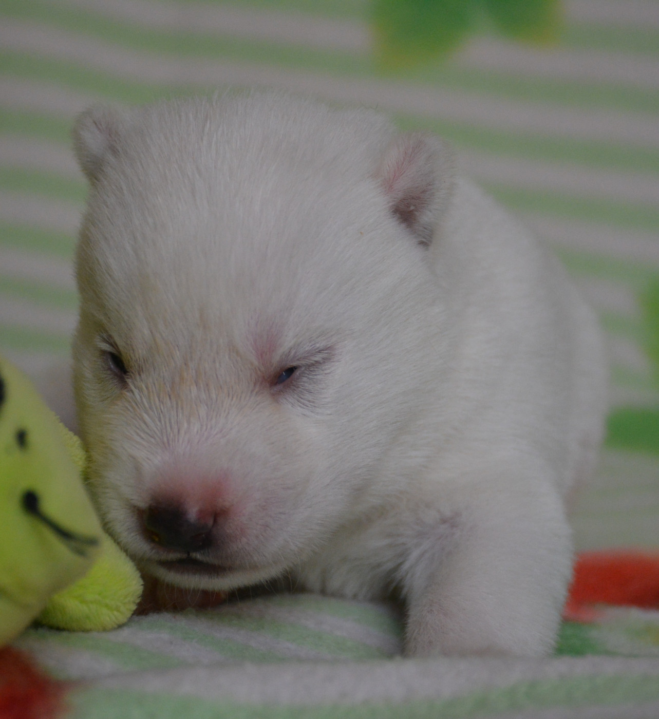 du Domaine D'Eily - Chiots disponibles - Siberian Husky