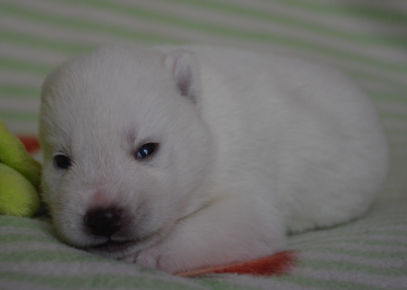 du Domaine D'Eily - Chiots disponibles - Siberian Husky