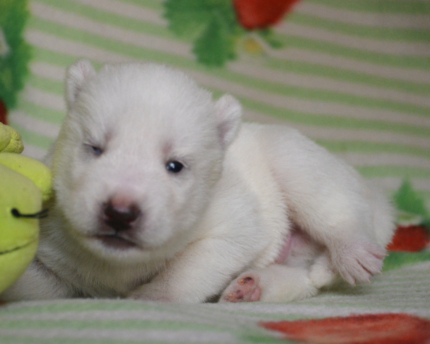 du Domaine D'Eily - Chiots disponibles - Siberian Husky
