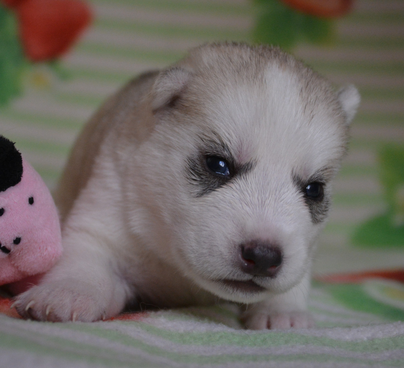 du Domaine D'Eily - Chiots disponibles - Siberian Husky