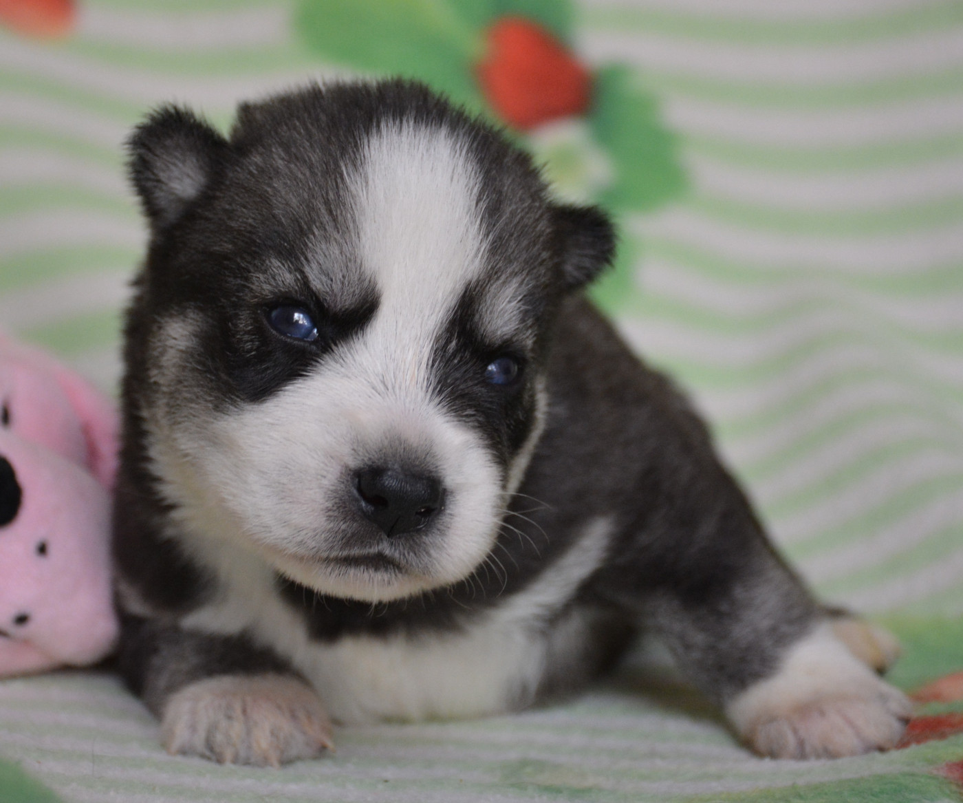 Chiot Siberian Husky du Domaine D'Eily
