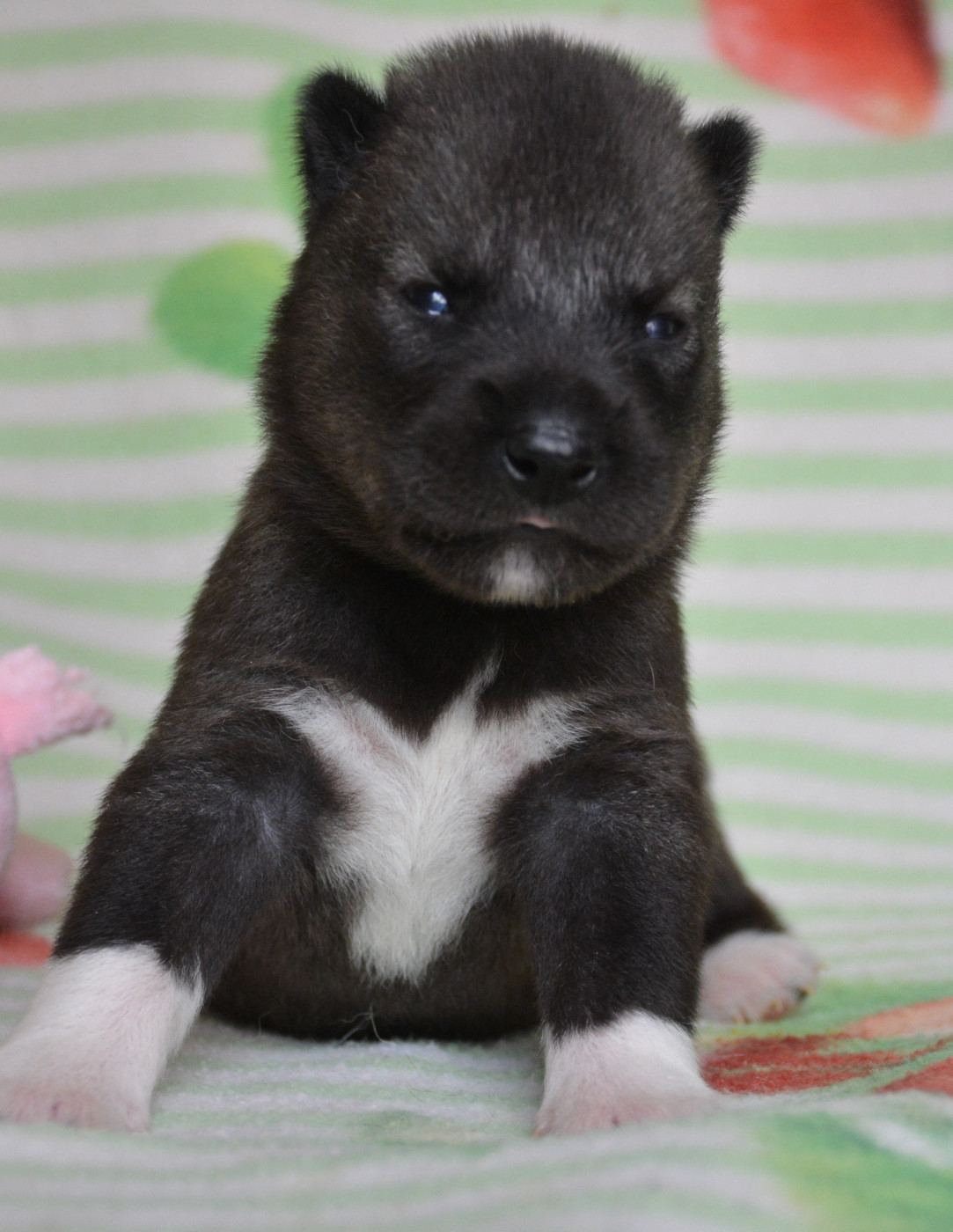 du Domaine D'Eily - Chiots disponibles - Siberian Husky