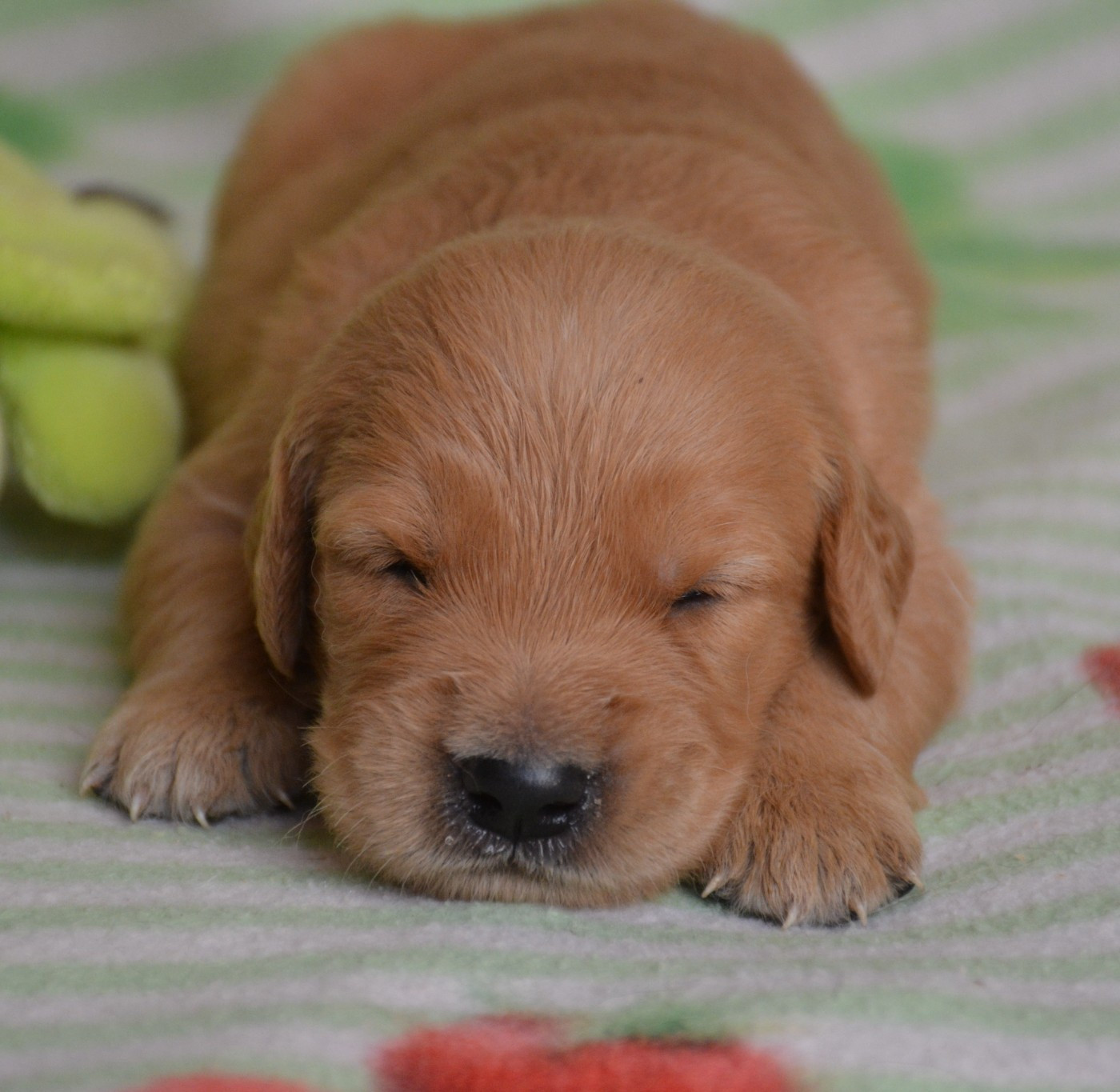 du Domaine D'Eily - Chiots disponibles - Golden Retriever