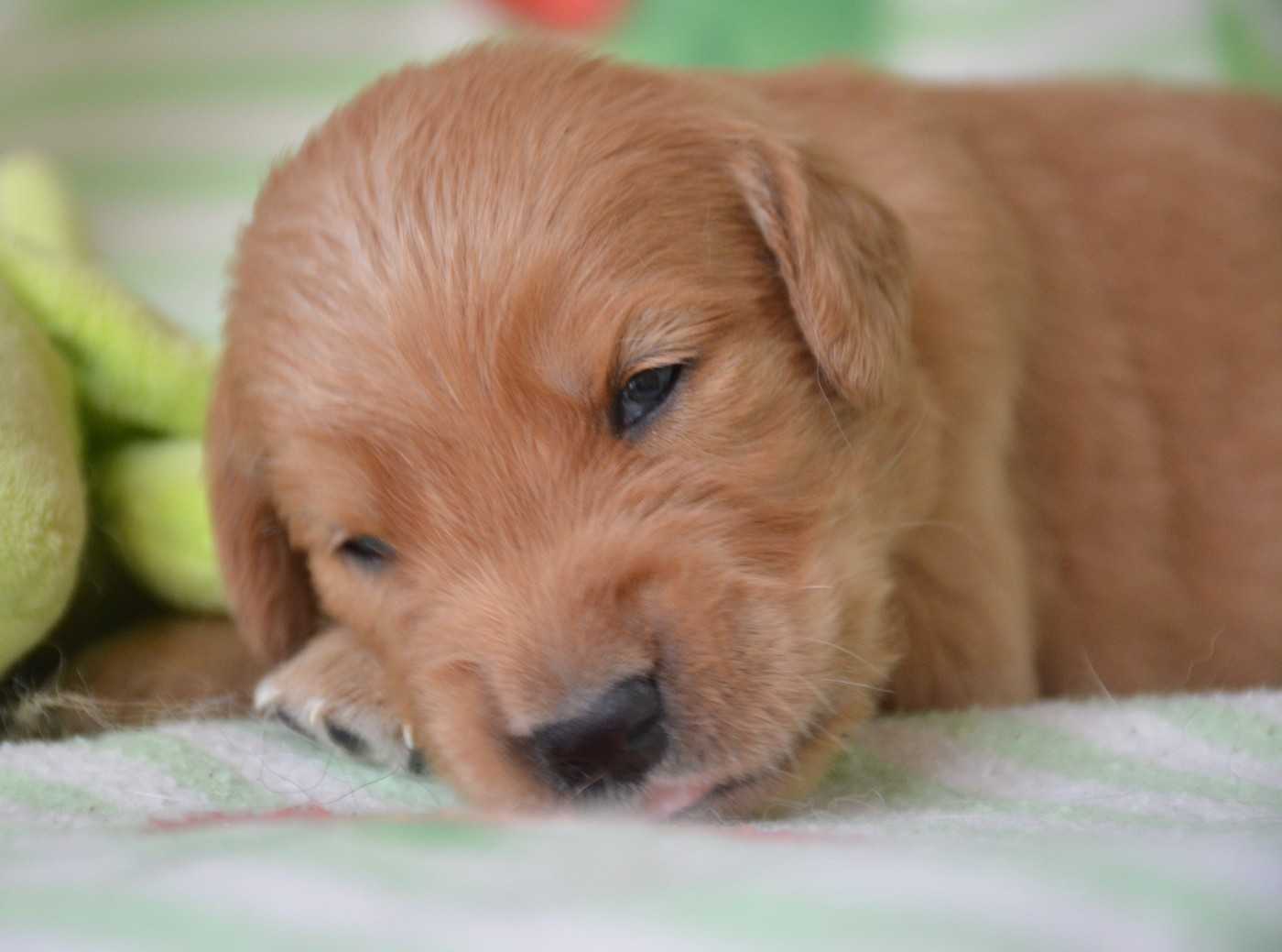 du Domaine D'Eily - Chiots disponibles - Golden Retriever