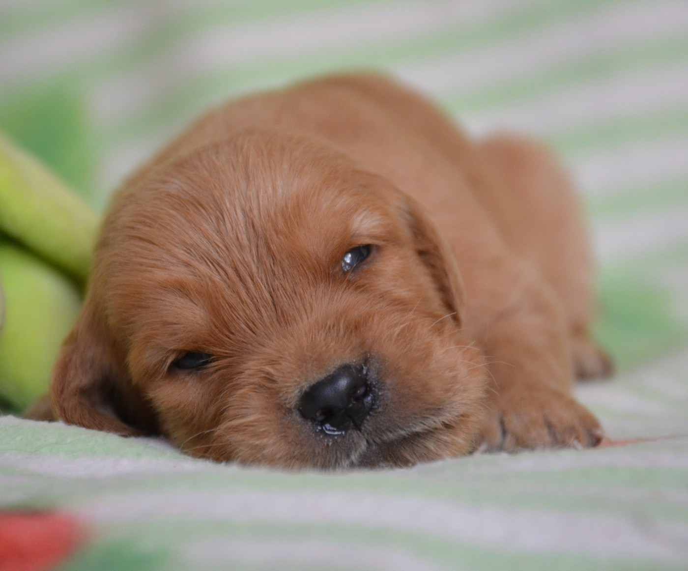 du Domaine D'Eily - Chiots disponibles - Golden Retriever