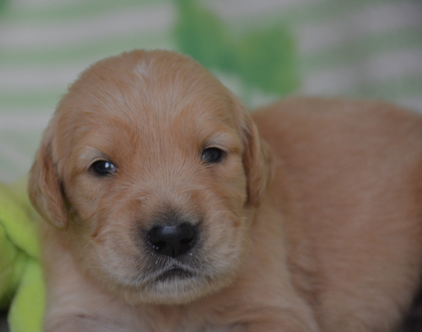 du Domaine D'Eily - Chiots disponibles - Golden Retriever