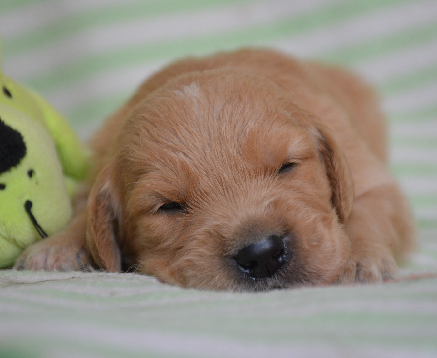 du Domaine D'Eily - Chiots disponibles - Golden Retriever