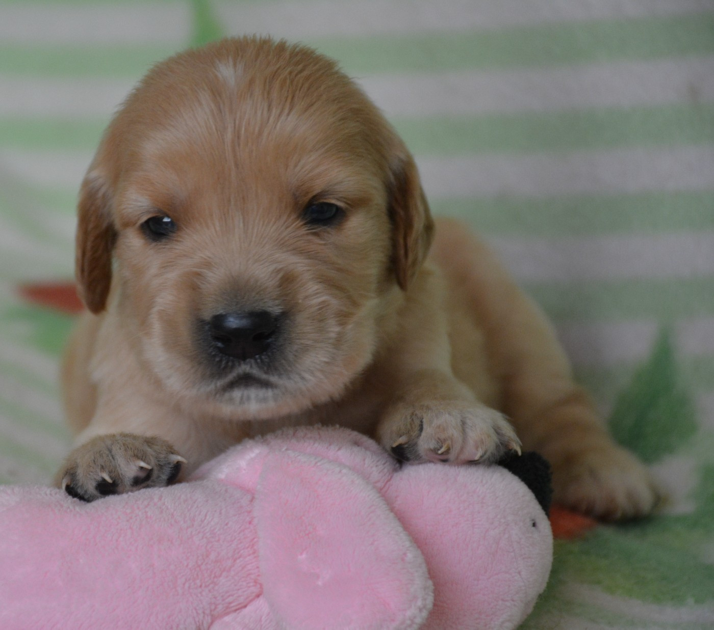 du Domaine D'Eily - Chiots disponibles - Golden Retriever