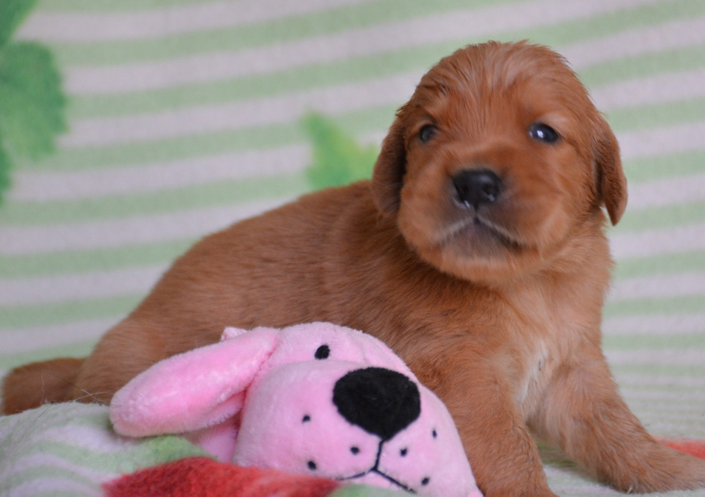 du Domaine D'Eily - Chiots disponibles - Golden Retriever