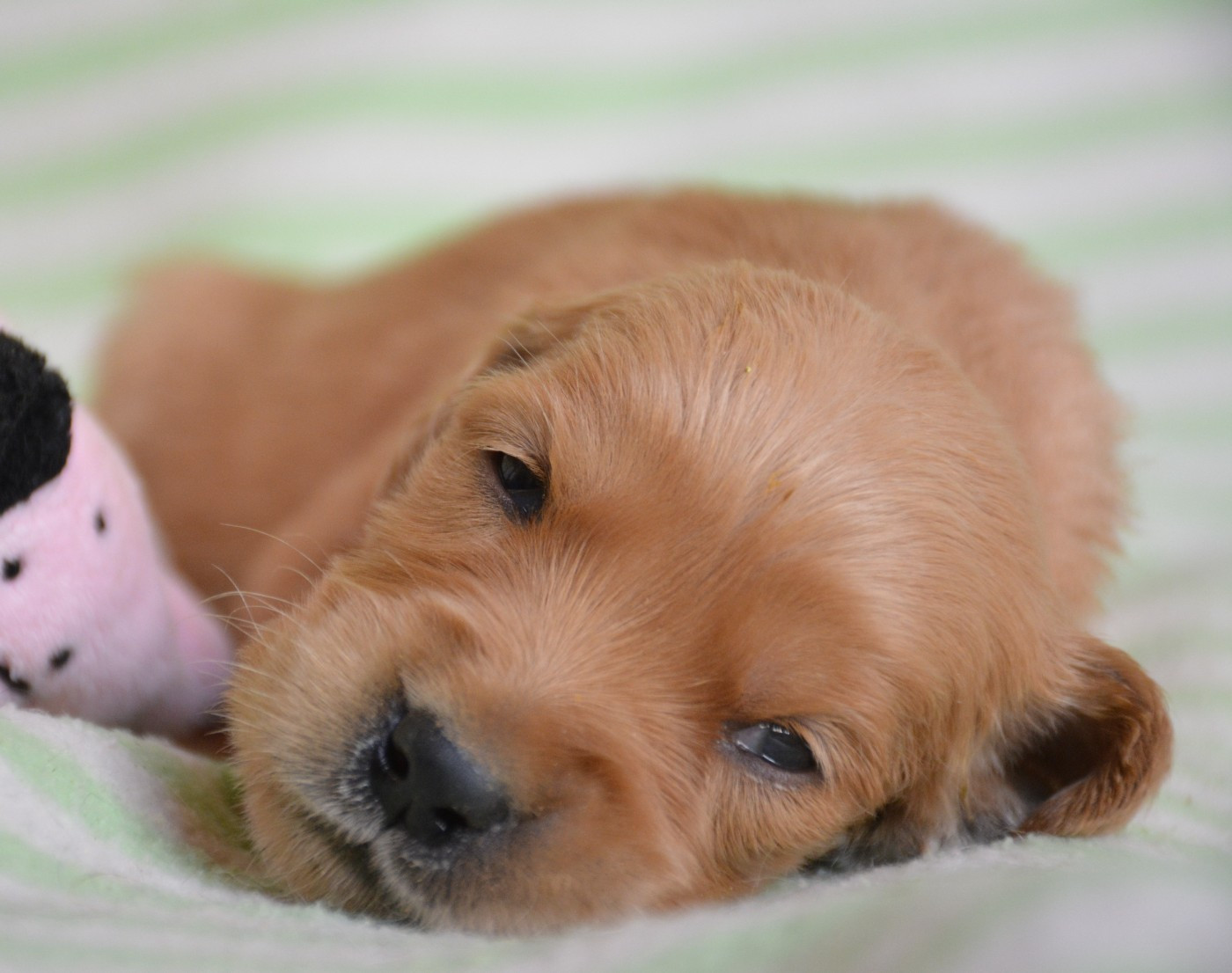 du Domaine D'Eily - Chiots disponibles - Golden Retriever
