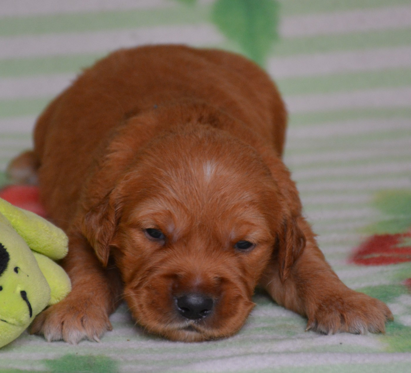 du Domaine D'Eily - Chiots disponibles - Golden Retriever