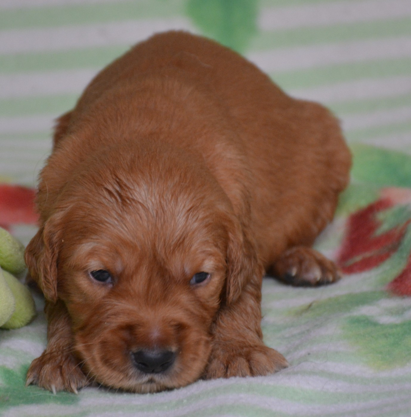 du Domaine D'Eily - Chiots disponibles - Golden Retriever
