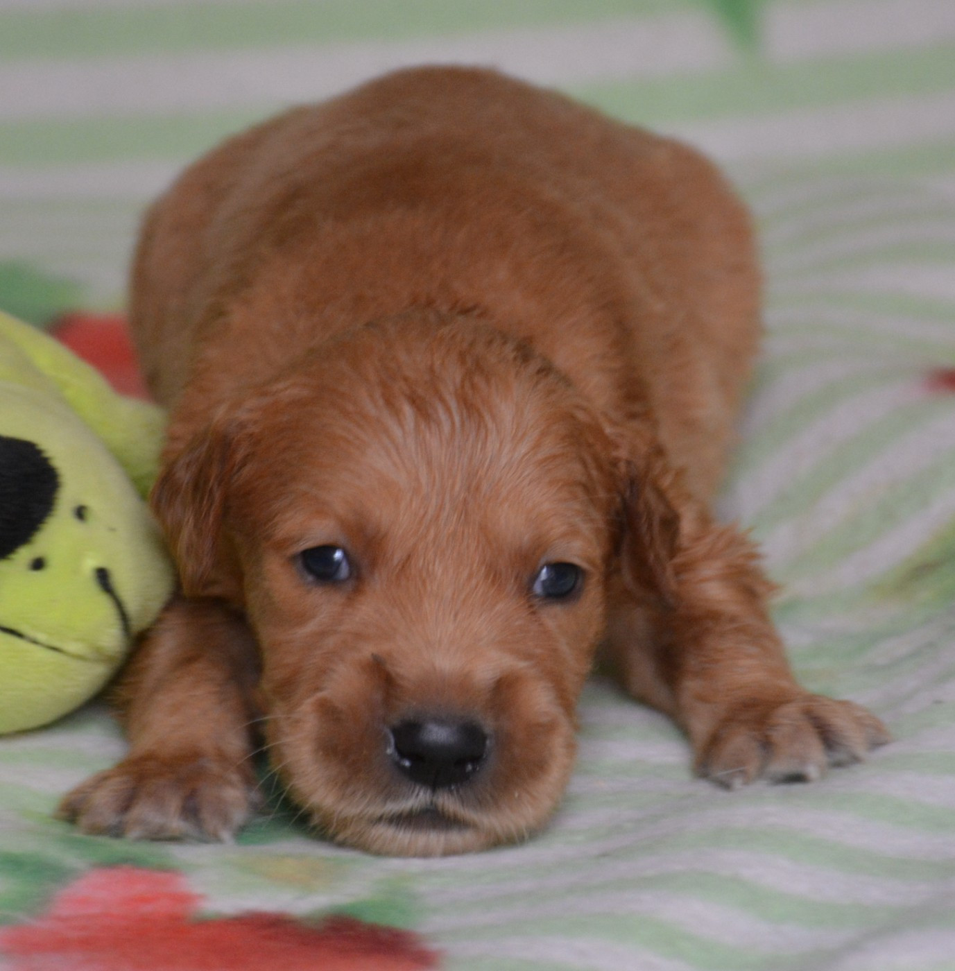du Domaine D'Eily - Chiots disponibles - Golden Retriever