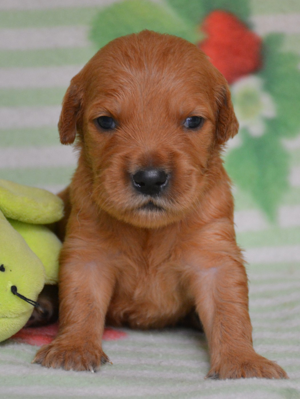 du Domaine D'Eily - Chiots disponibles - Golden Retriever