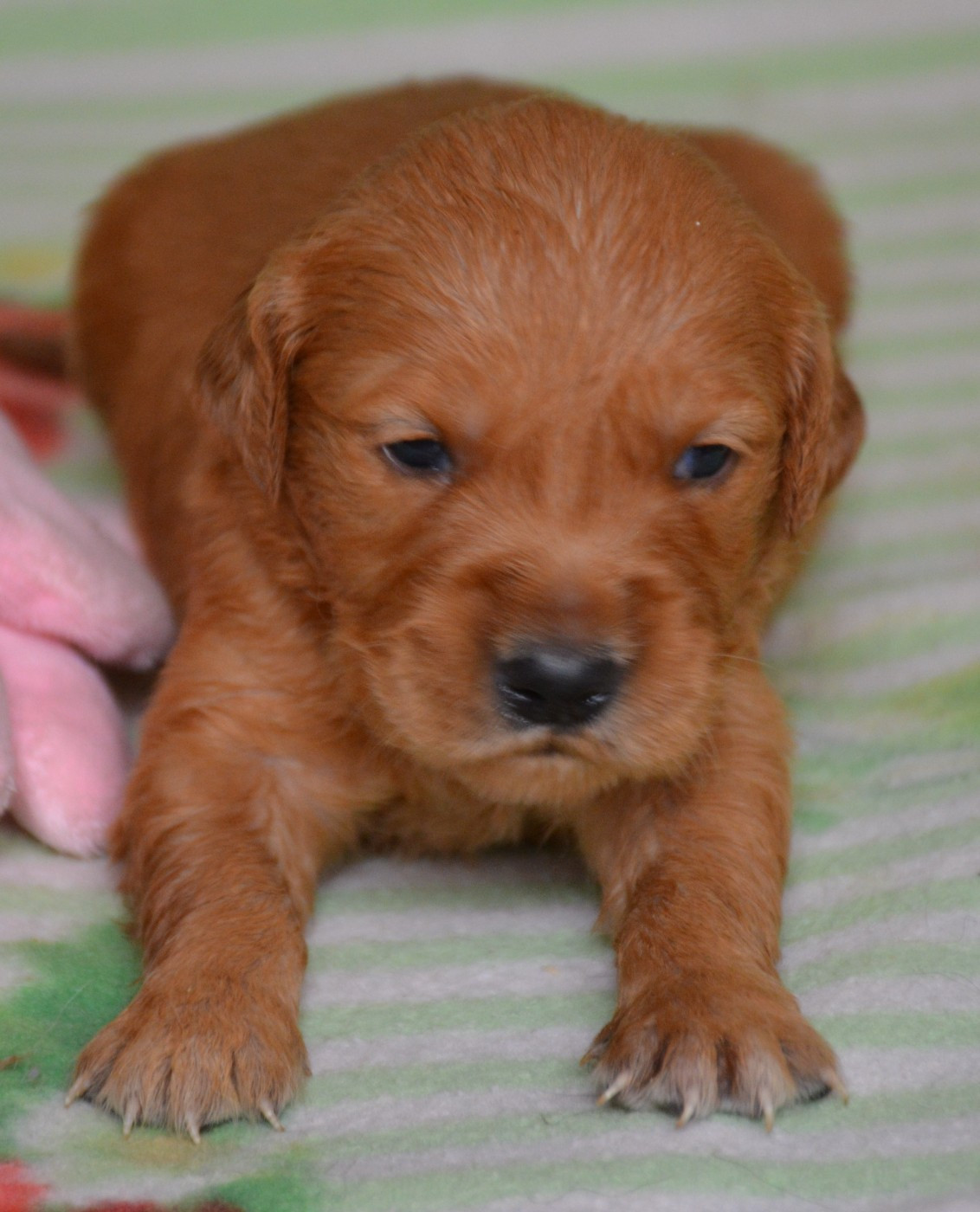 du Domaine D'Eily - Chiots disponibles - Golden Retriever