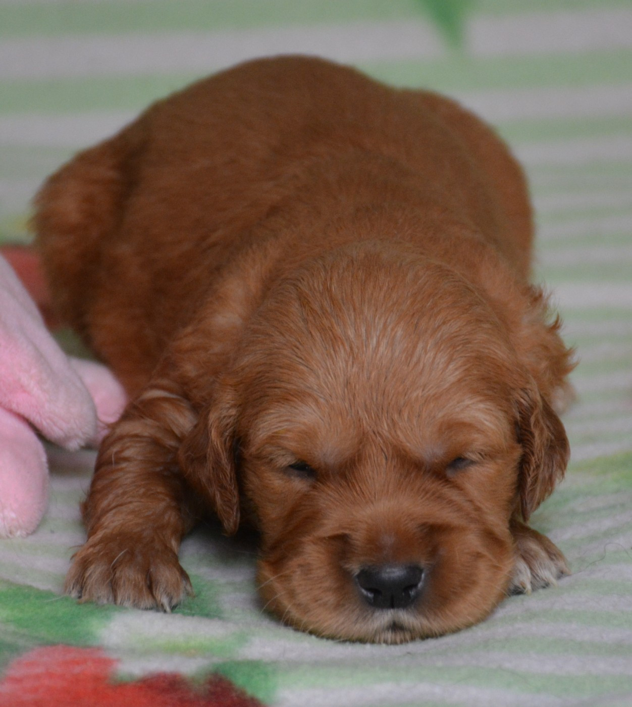 du Domaine D'Eily - Chiots disponibles - Golden Retriever