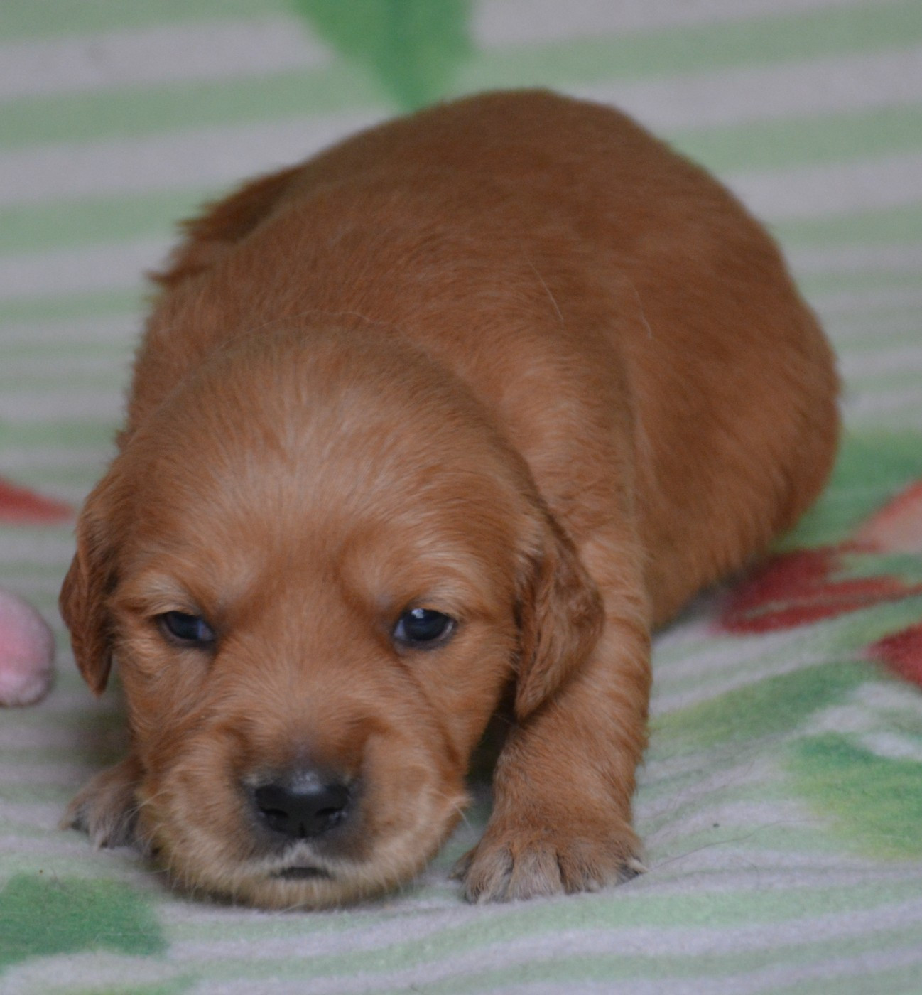 du Domaine D'Eily - Chiots disponibles - Golden Retriever