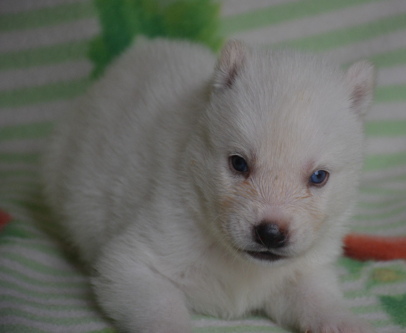 du Domaine D'Eily - Chiots disponibles - Siberian Husky