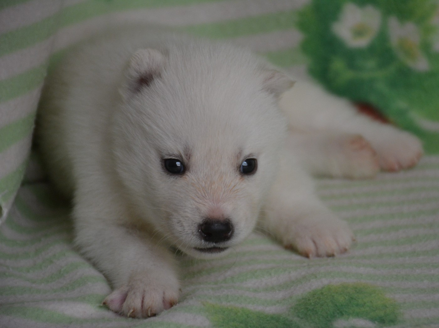 du Domaine D'Eily - Chiots disponibles - Siberian Husky