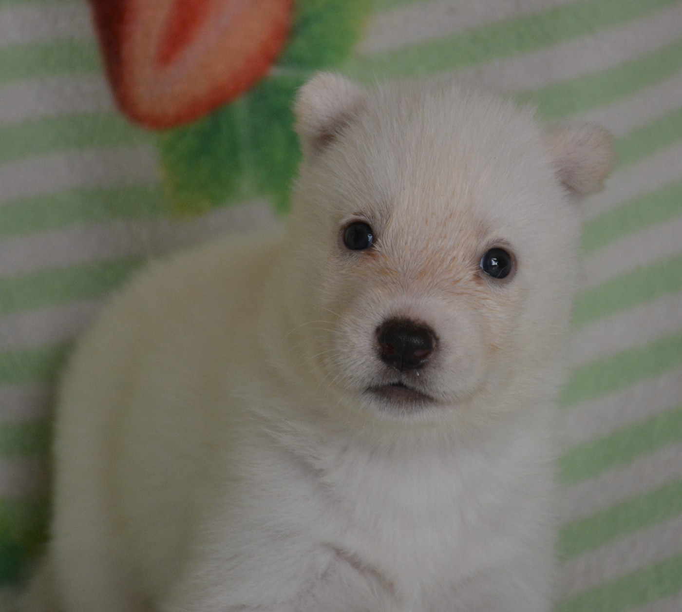 du Domaine D'Eily - Chiots disponibles - Siberian Husky
