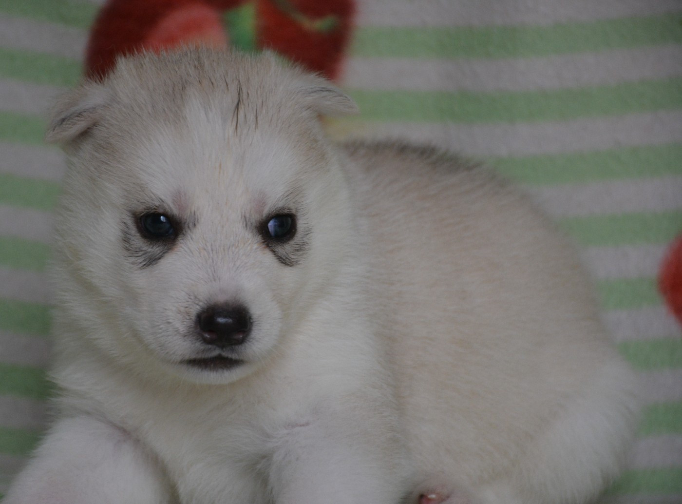 du Domaine D'Eily - Chiots disponibles - Siberian Husky