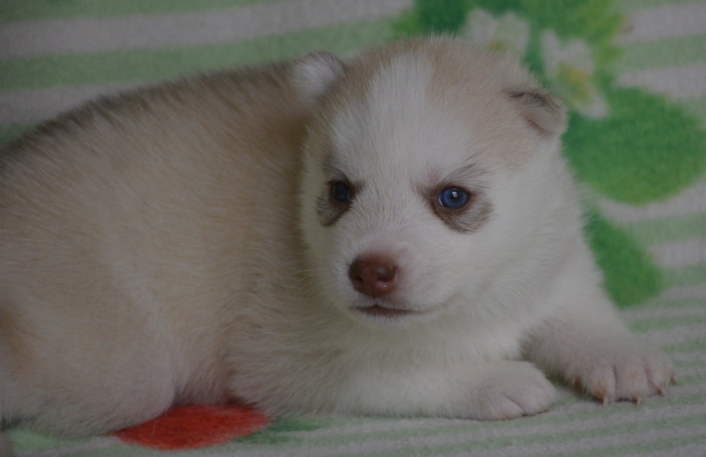 du Domaine D'Eily - Chiots disponibles - Siberian Husky