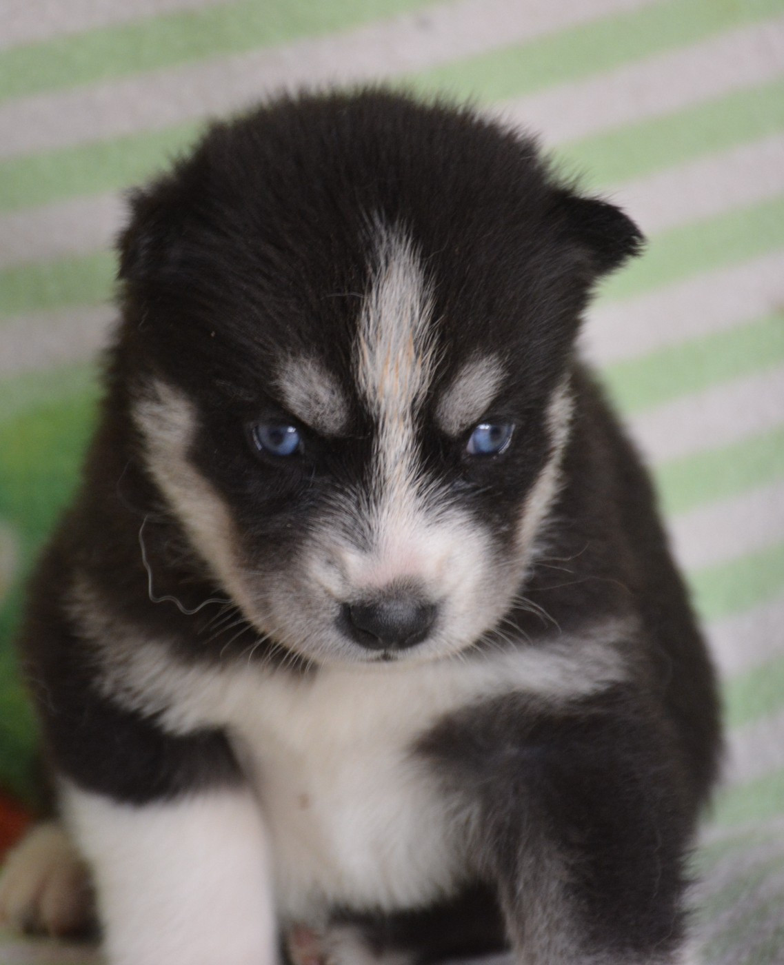 du Domaine D'Eily - Chiots disponibles - Siberian Husky