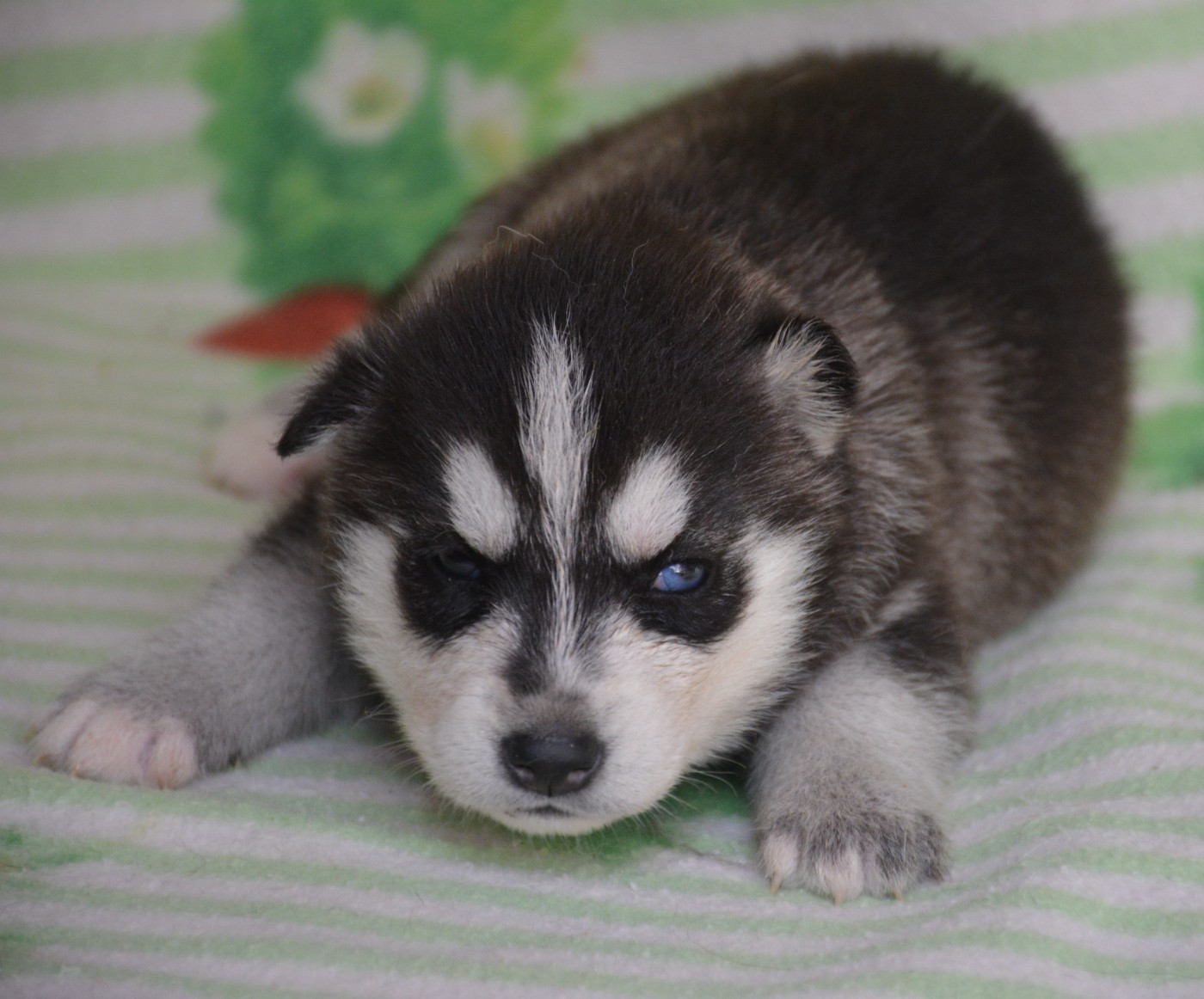 du Domaine D'Eily - Chiots disponibles - Siberian Husky