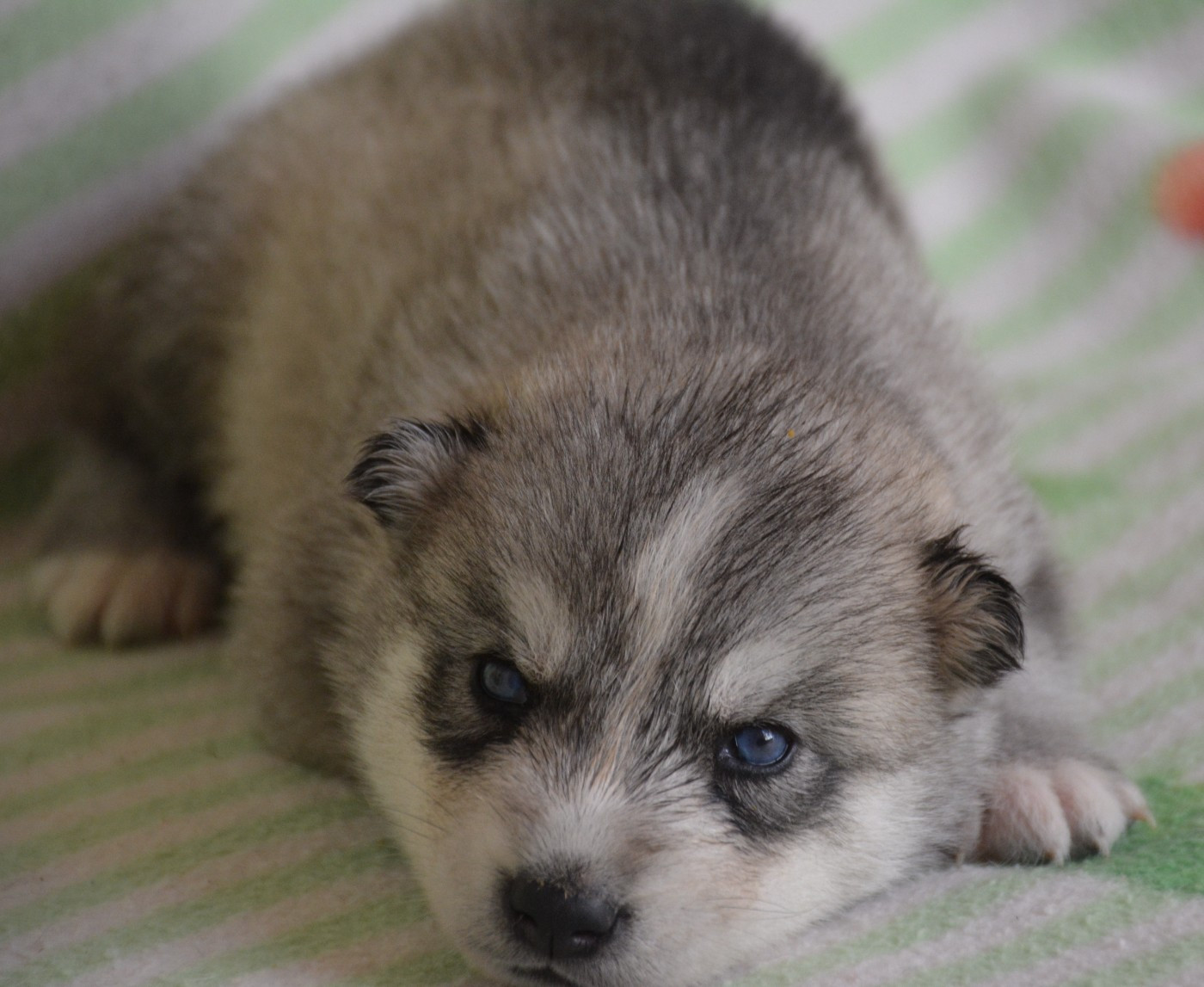 du Domaine D'Eily - Chiots disponibles - Siberian Husky