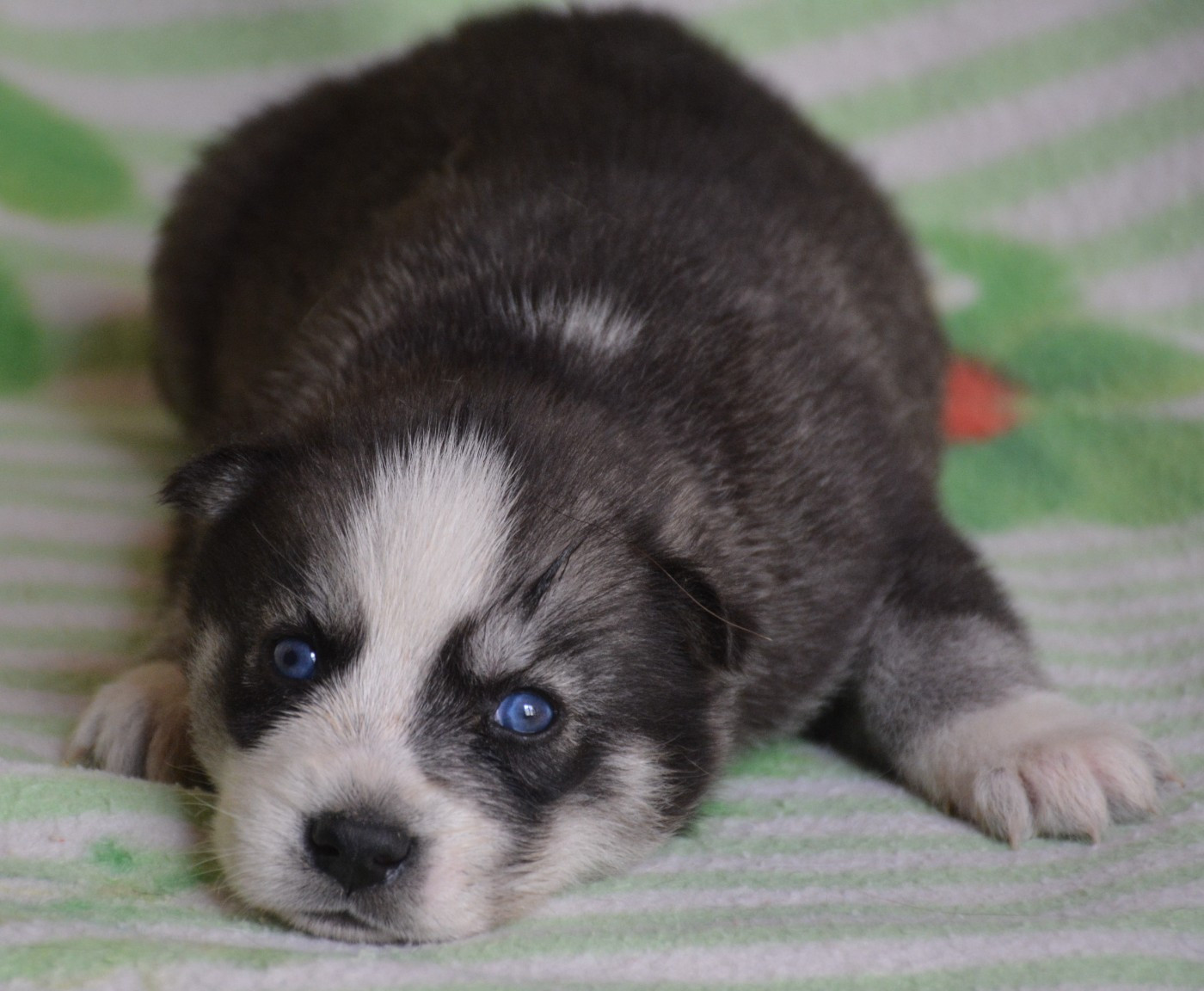 du Domaine D'Eily - Chiots disponibles - Siberian Husky