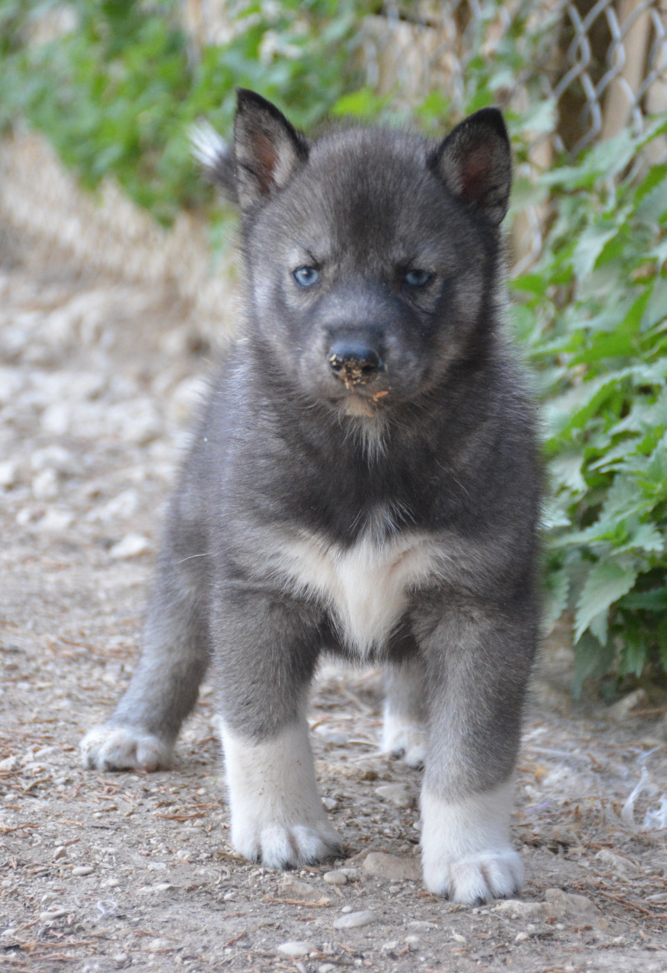 du Domaine D'Eily - Chiots disponibles - Siberian Husky
