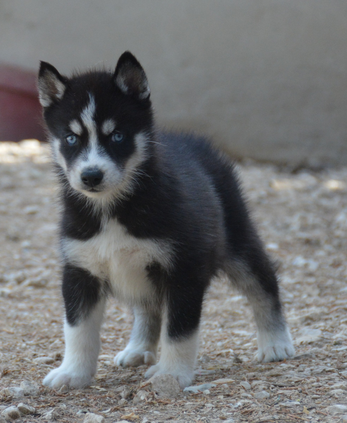 du Domaine D'Eily - Chiots disponibles - Siberian Husky