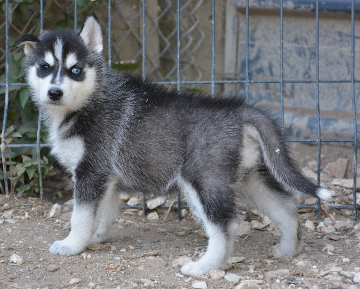 du Domaine D'Eily - Chiots disponibles - Siberian Husky