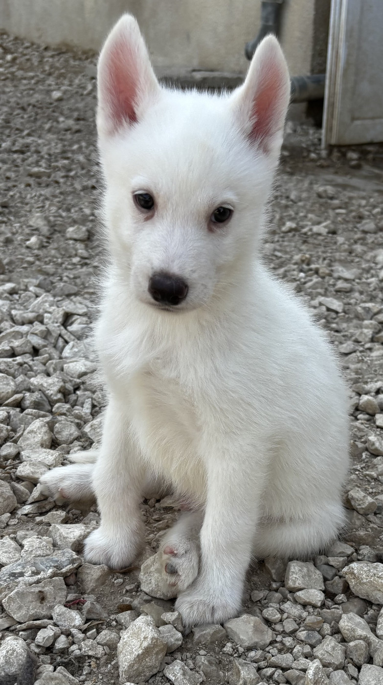 du Domaine D'Eily - Chiots disponibles - Siberian Husky