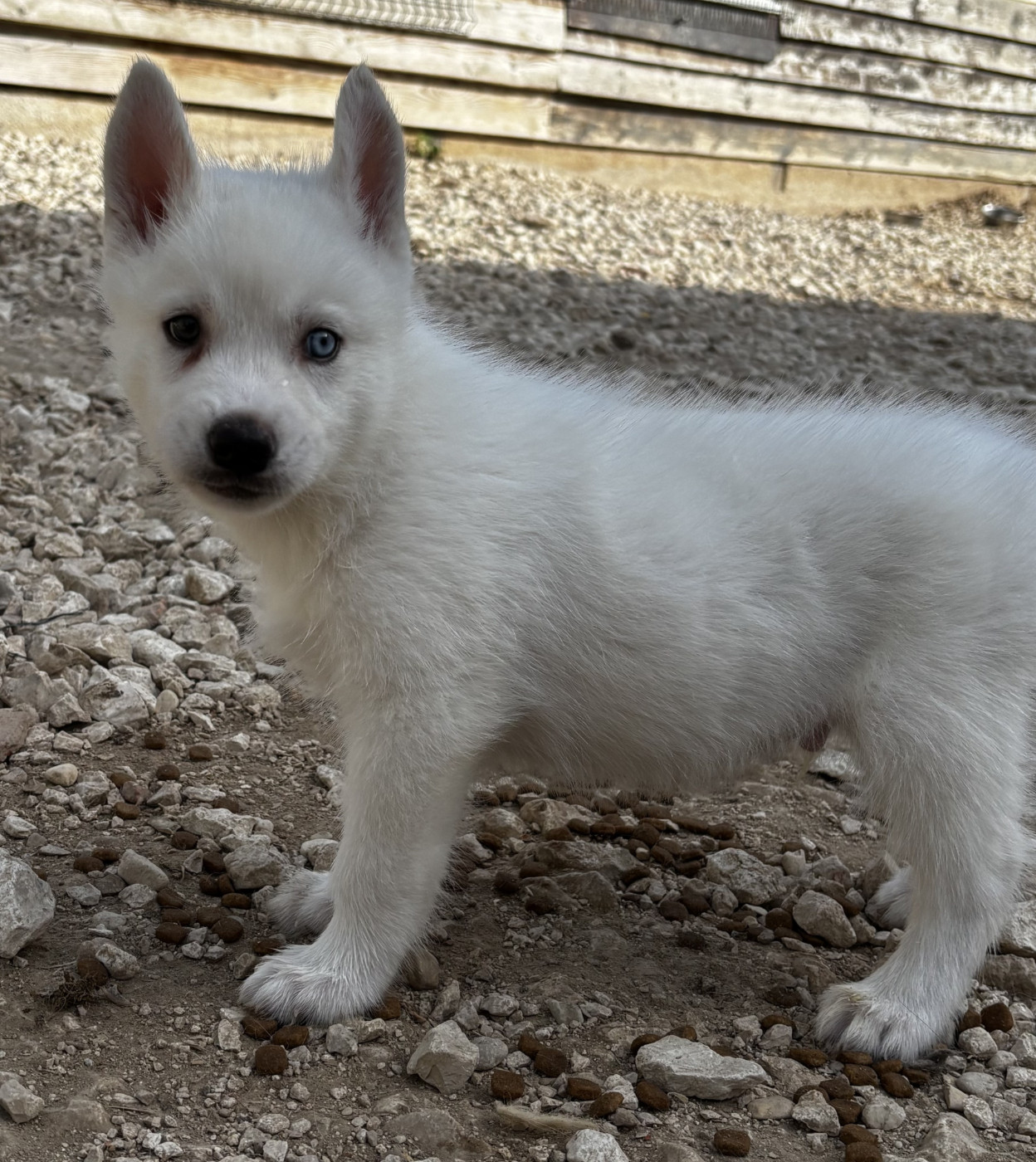 du Domaine D'Eily - Chiots disponibles - Siberian Husky